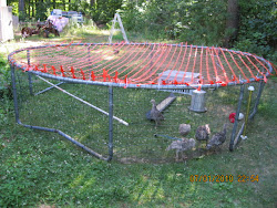 trampoline turkeys raising chicken frame recycled turkey coop chickens run homemade recycle worn pen thinking coops portable backyard birds plastic