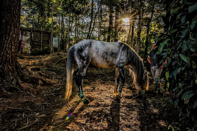 Equine Grazing at Wright Park Horse Stable Hill Baguio City Philippines