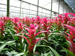 office plants;interior landscaper inside plants; outside tropical plants;