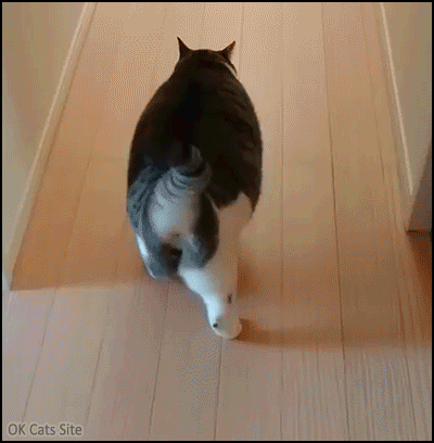 Funny Cat GIF • Fat cat walking slowly: funny and cute. “I'm not fat, just big boned.” Funny Cat GIF • Fat cat walking slowly: funny and cute. “I'm not fat, just big boned.”