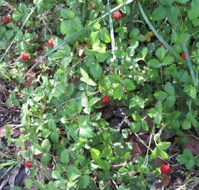 strawberry plants with new strawberries