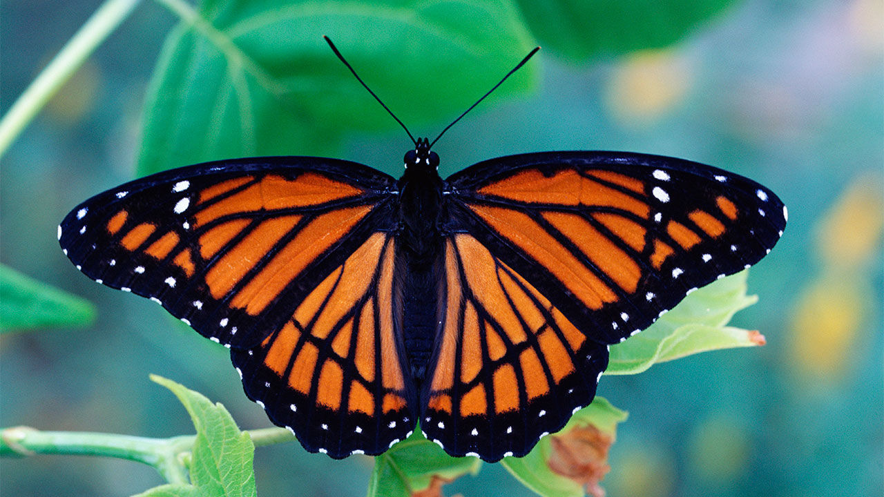 butterfly-facts-information-types-species-scientific-name