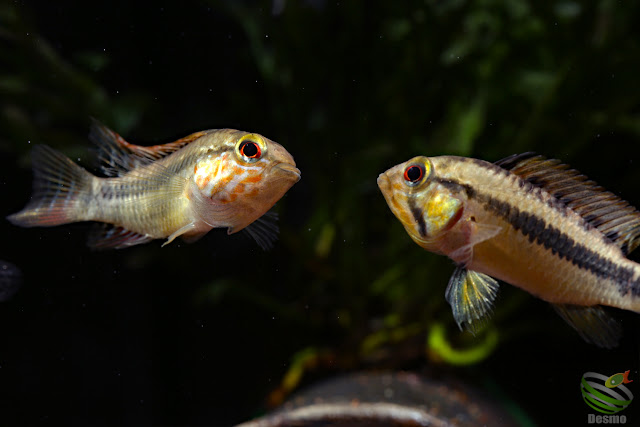 Apistogramma sp. unibrow