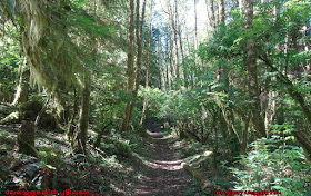 Neskowin Crest Research Natural Area Oregon
