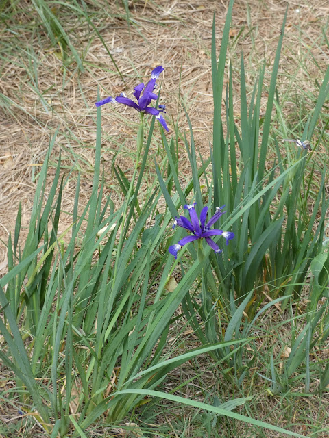 Duo d'iris ?