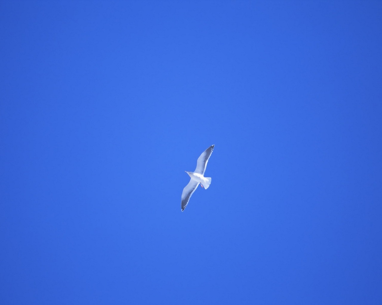 WnP: Wallpapers & Pictures: Beautiful Birds Wallpapers