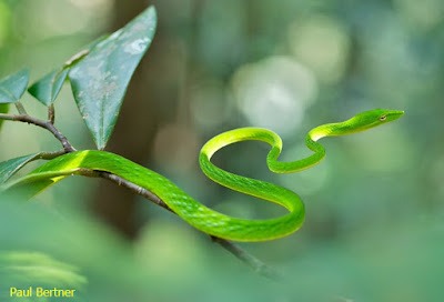 nama ular hijau, ular kepala hijau leher orange, obat ular hijau, ular hijau pohon, ular hijau paling berbisa, ular hijau putih, ular hijau pendek, ular hijau pohon bambu