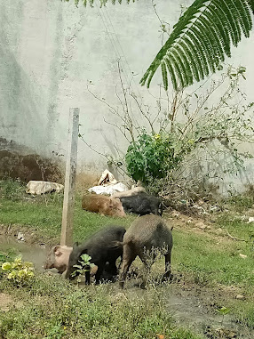 डेंगू का क्या है कारण नगर निगम का निकम्मा पन या लोगों के खाली पड़े प्लाट का गन्दा पानी श्रम वीर भारत न्यूज़ जबलपुर सिटी डेंगू का क्या है कारण नगर निगम का निकम्मा पन या लोगों के खाली पड़े प्लाट का गन्दा पानी श्रम वीर भारत न्यूज़ जबलपुर सिटी