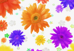 colorful desktop flowers flower wallpapers backgrounds background amazing wallpapersafari
