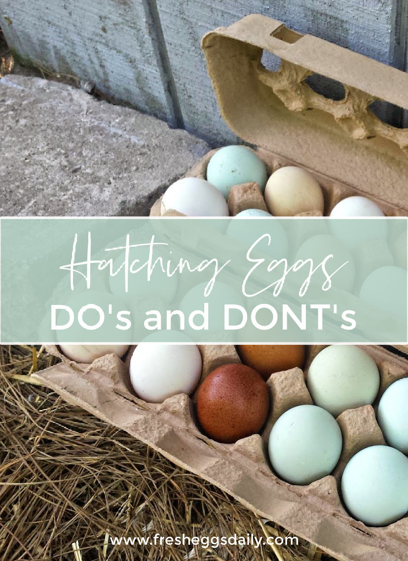 Hatching Egg Selection, Handling + Incubation Tips Fresh Eggs Daily