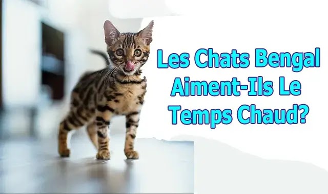 chat du bengal