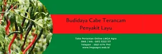 fungisida yang bagus, cabe, acrobat 50 wp, basf, penyakit daun cabe, jual pestisida, toko pertanian, toko online, lmga agro