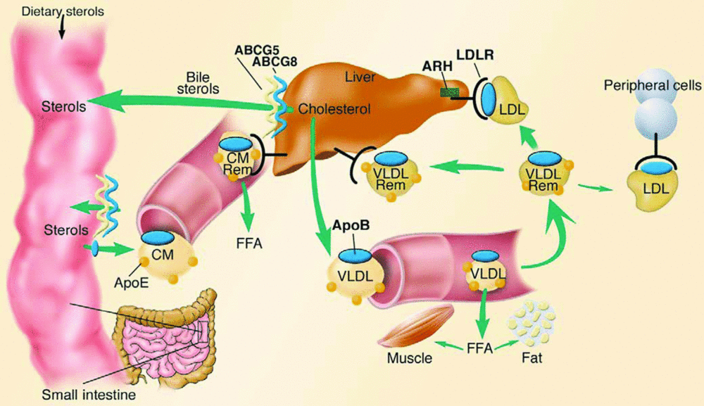 TIPS TO SET A HIGH CHOLESTEROL Health News