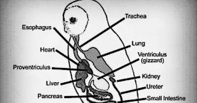 Concept 25 of Barn Owl Digestive System | ericssonquadrapop