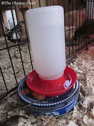 chicken heater water diy tin cookie waterer chickens coop chick winter plastic freezing under heaters pet poultry waterers dog feed
