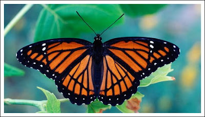 أجÙ
Ù ØµÙØ± Ù Ø®ÙÙÙØ§Øª اÙÙØ±Ø§Ø´Ø§Øª Butterfly Wallpapers Ù
عÙÙÙ
ات Ù ØµÙØ± ÙØ±Ø§Ø´Ø§Øª Butterflies أجÙ
Ù ØµÙØ± Ù Ø®ÙÙÙØ§Øª اÙÙØ±Ø§Ø´Ø§Øª Butterfly Wallpapers Ù
عÙÙÙ
ات Ù ØµÙØ± ÙØ±Ø§Ø´Ø§Øª Butterflies