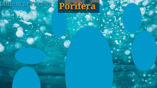 General characteristics, classification and examples of Porifera