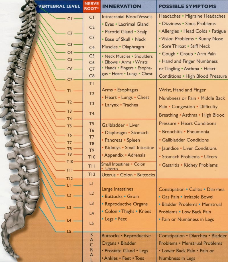 Spinal Nerve Function Chart | Useful Information