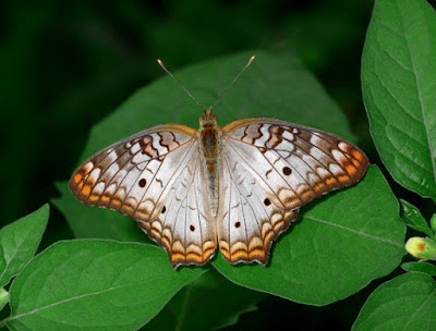 Mariposa cenicienta (Anartia jatrophae)