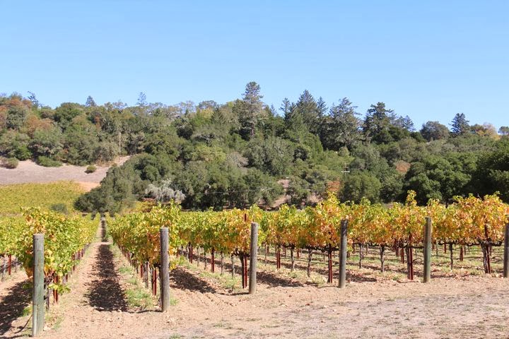ชมไร่ไวน์ที่ Sonoma (1)