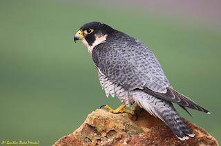 Halcón peregrino (Falco peregrinus) alcanza unos 360 km