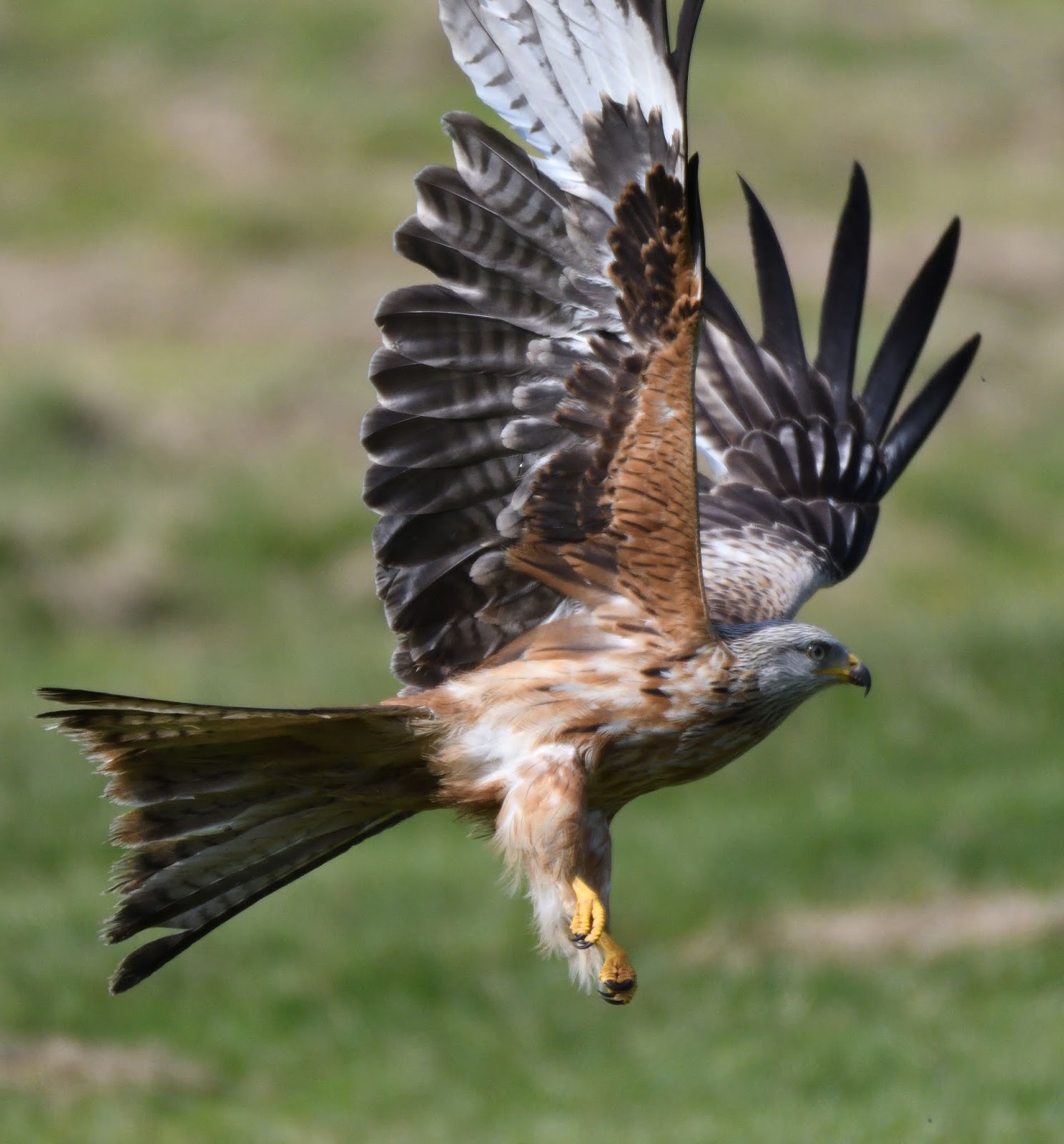 List 99+ Wallpaper Pictures Of A Kite Bird Sharp