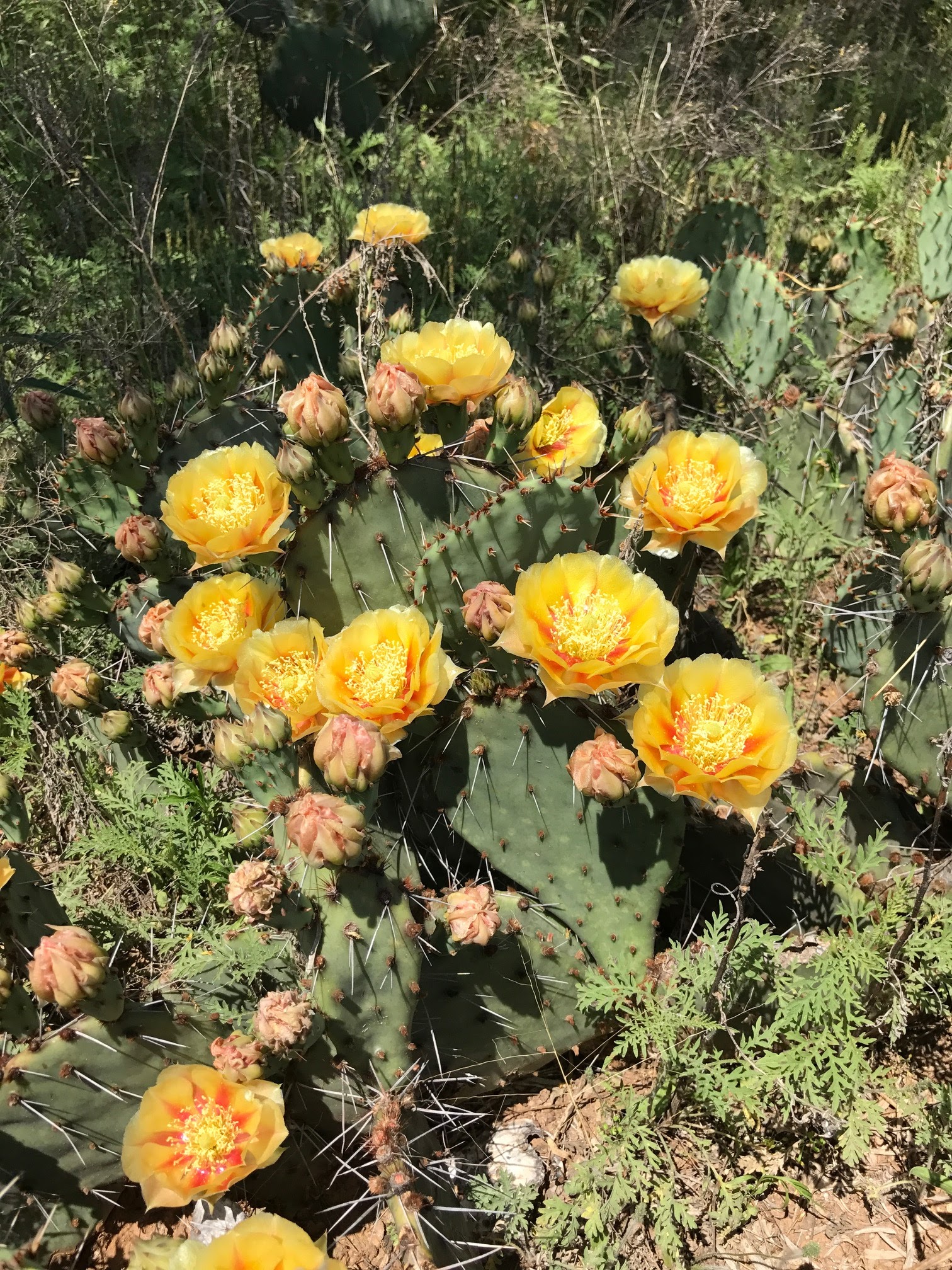 Yellow Rose Of Texas Cactus Flower / Gary regner photography