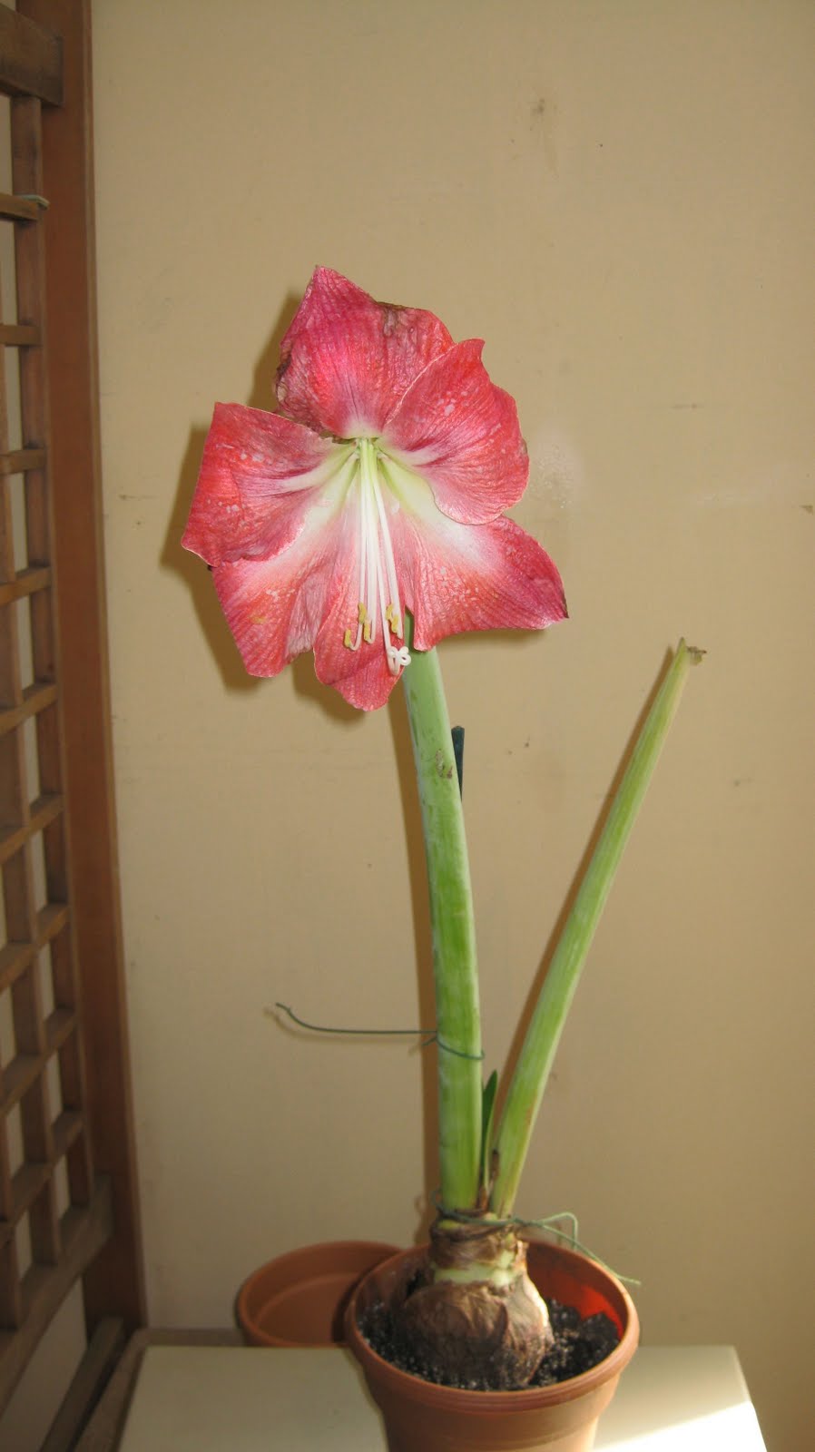 Logee's Tropical Plants Blog After Bloom Care for Amaryllis