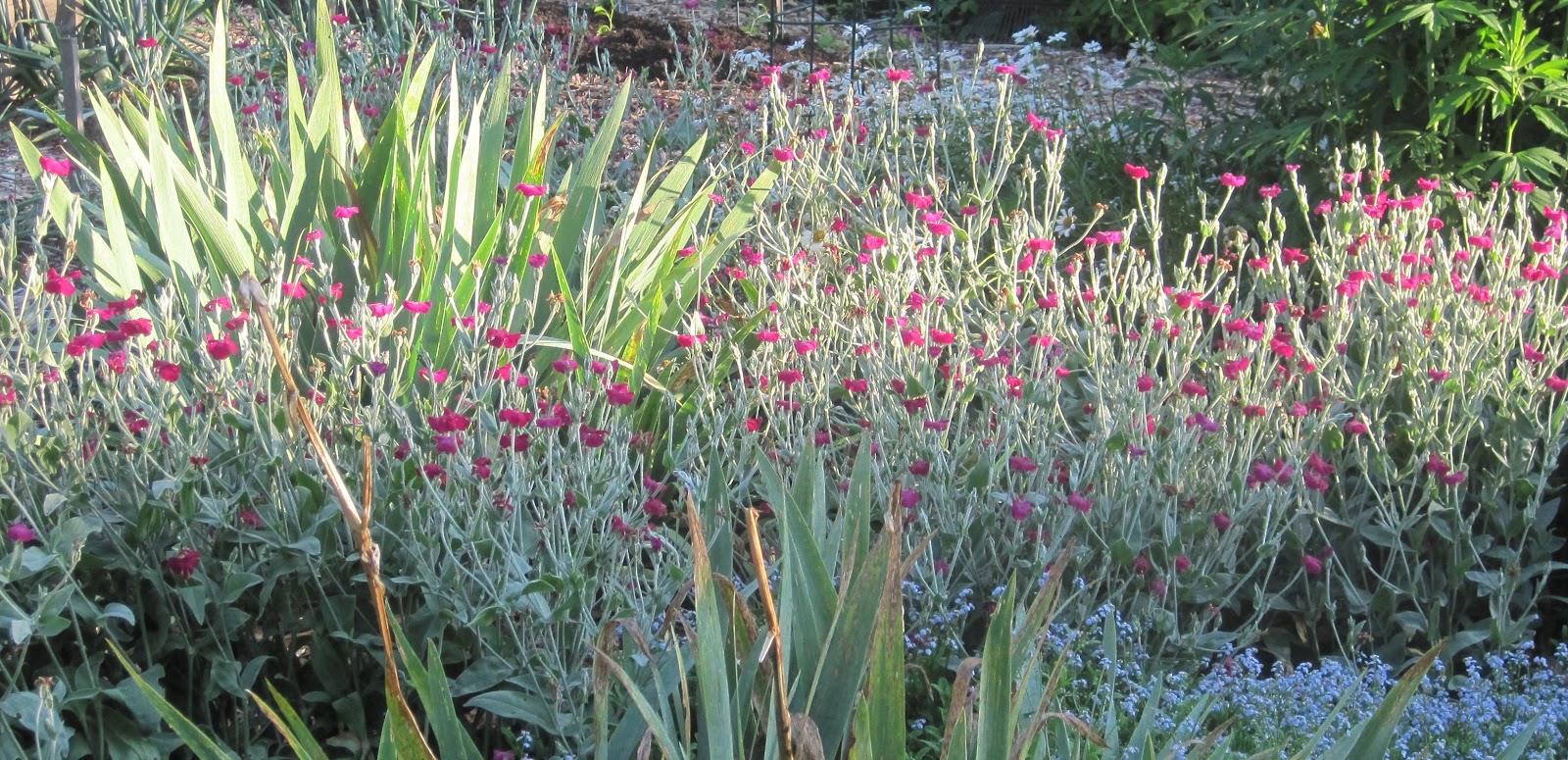 From Seed to Scrumptious Early June Flowers, Early in the Day