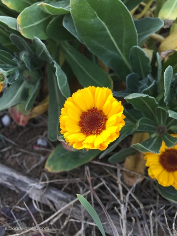 Calendula arvensis