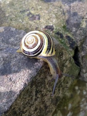 wildlife, snail,