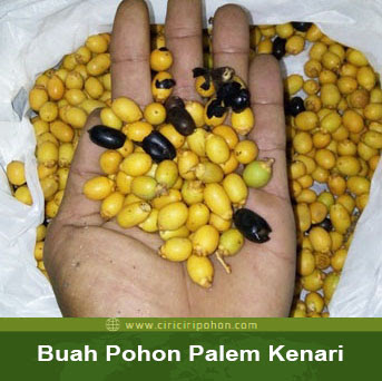 ciri ciri pohon buah palem kenari