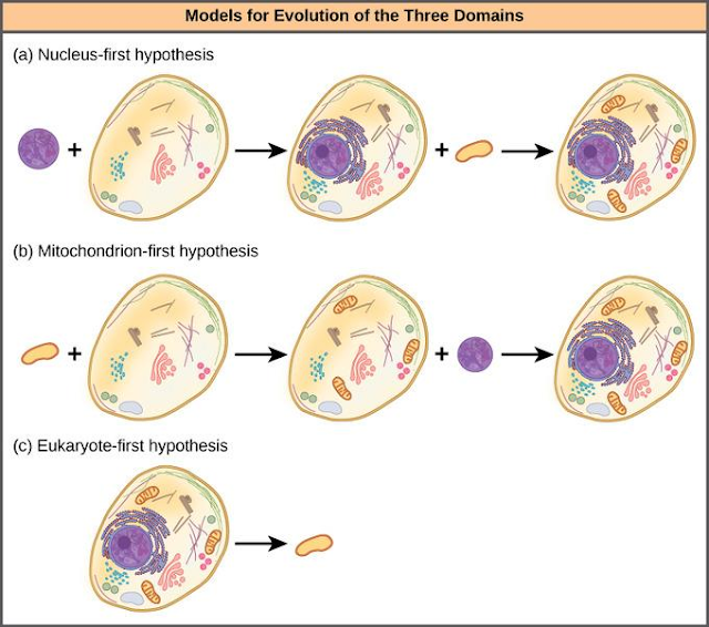 Gambar  . Teori Endosimbiosis