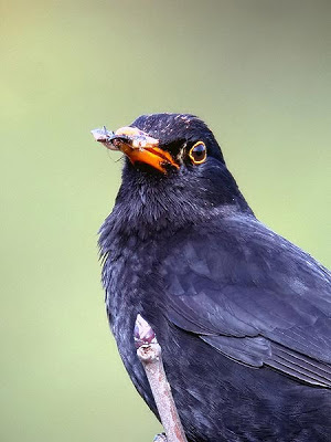 Mirlo común (Turdus merula)