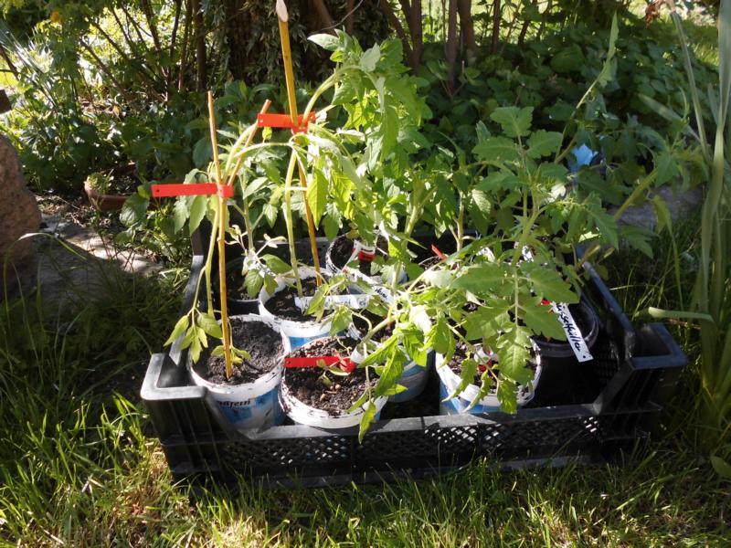 [Bild: K800_DSCI0159.JPG]