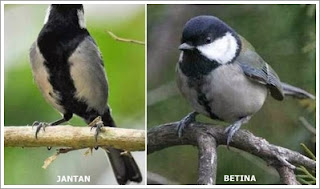 Burung Gelatik jantan Dan Betina