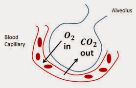 Gas Exchange The Diffusion Of Gases Across