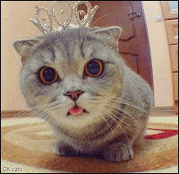 Funny Cat GIF • Funny BLEP. 'Melissa' is the Queen of sticking tongue out