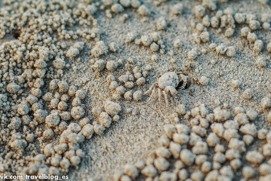 Крабик катает песочные шарики