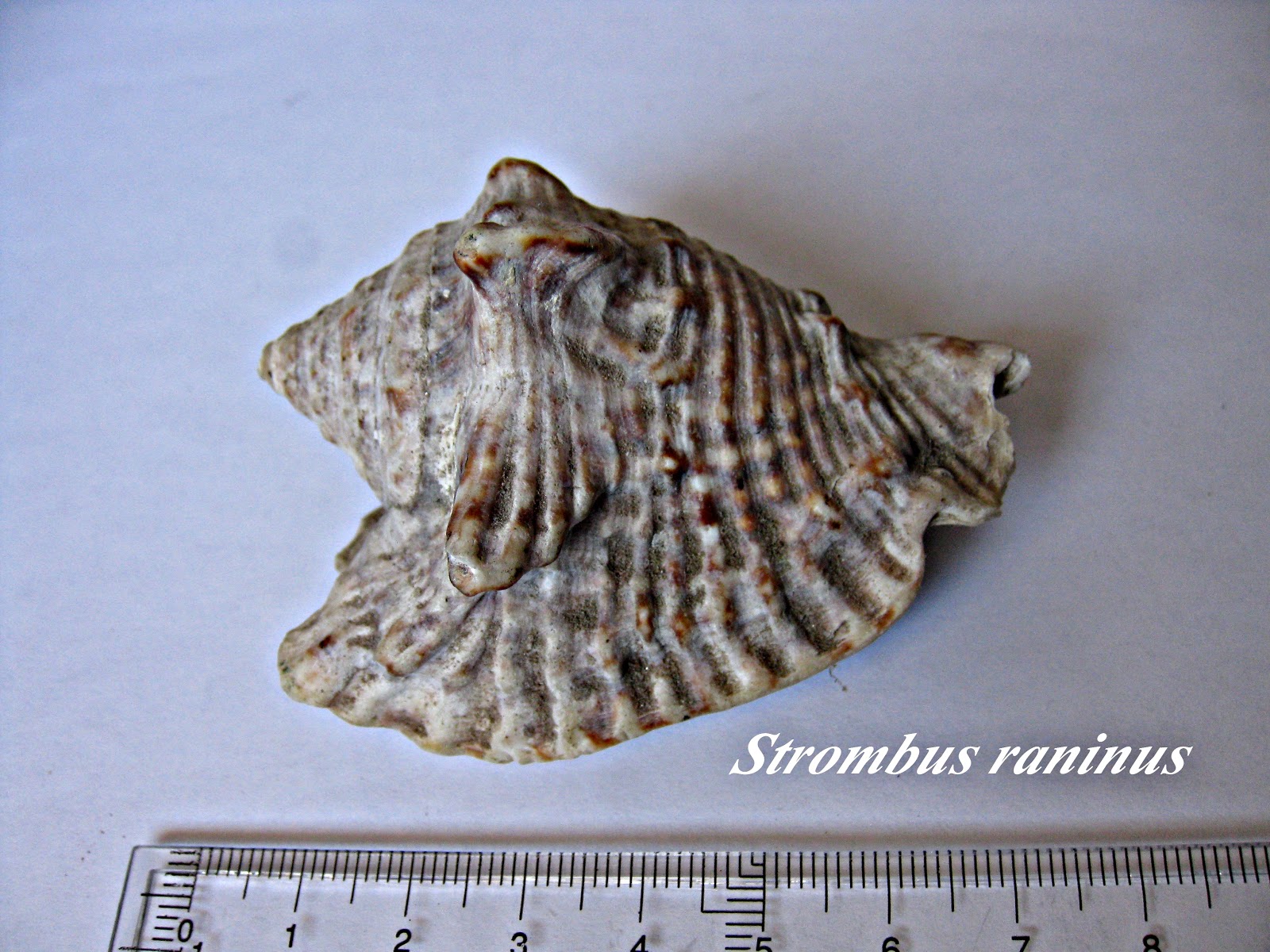 CUNCHAS DE ESTEIRO: STROMBUS RANINUS