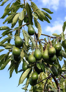 Kenyan avocado