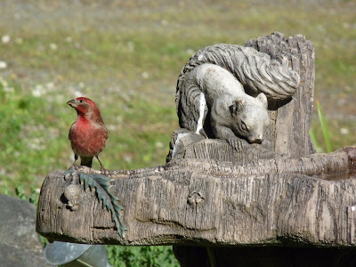 Gabriola Bird Blog: House Finches & Conjunctivitis