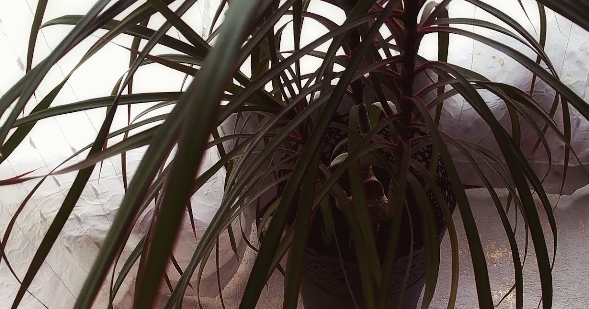 Tylko Dla Dorosłych Nina Majewska Brown Pdf karlin91.blogspot.com