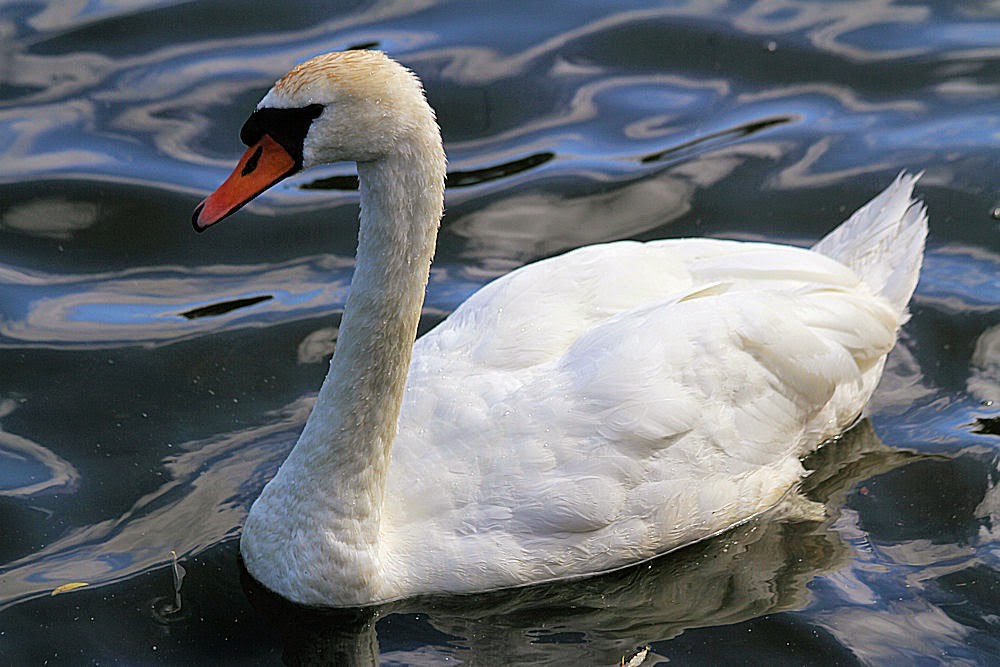 An English Girl Rambles from 2016 to. MUTE SWANS IN ENGLAND