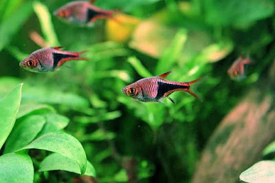 Harlequin Rasbora Breeding and Harlequin Rasbora Lifespan Harlequin Rasbora Breeding and Harlequin Rasbora Lifespan