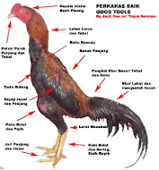 profil ayam terbaik