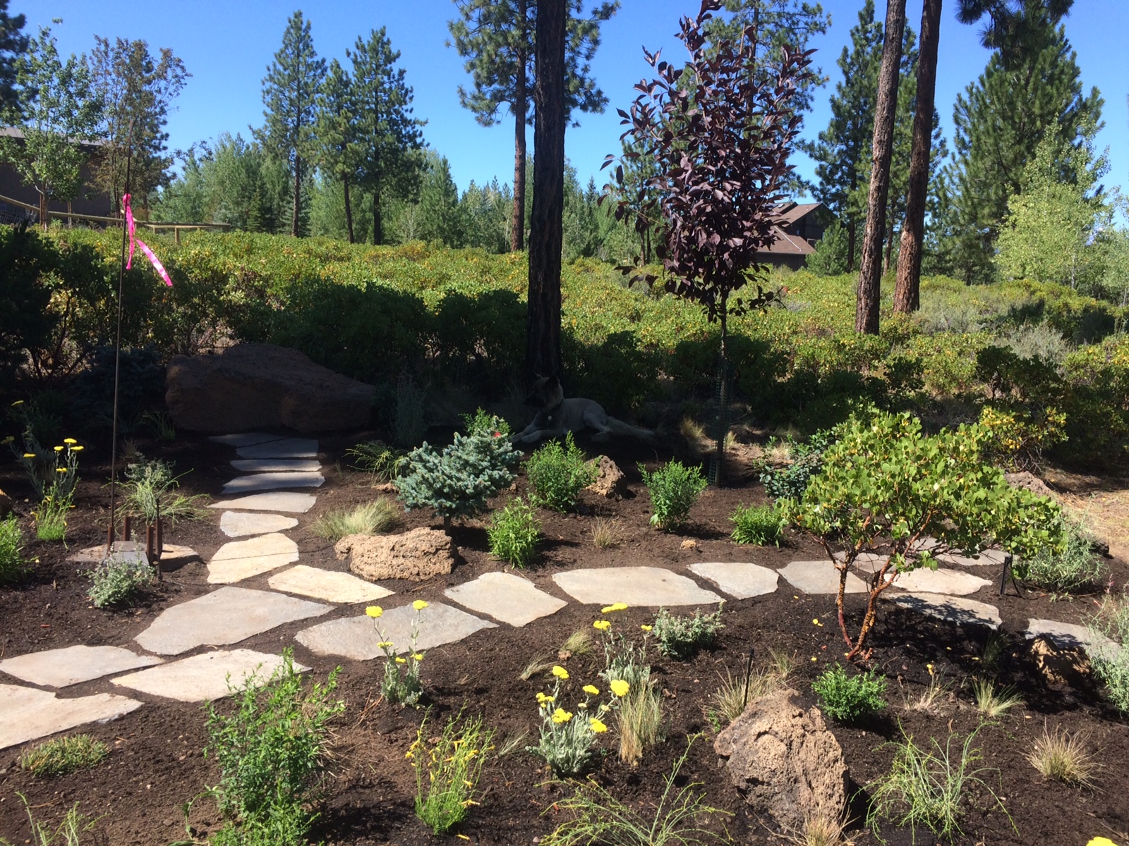 Xeriscaped Backyard Design : Xeriscaped backyard design | Outdoor