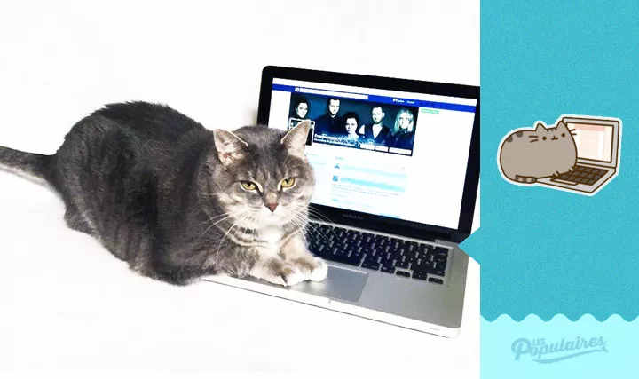 Momento awwn: Homem fotografa sua gata recriando stickers do Facebook Momento awwn: Homem fotografa sua gata recriando stickers do Facebook