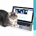 Momento awwn: Homem fotografa sua gata recriando stickers do Facebook