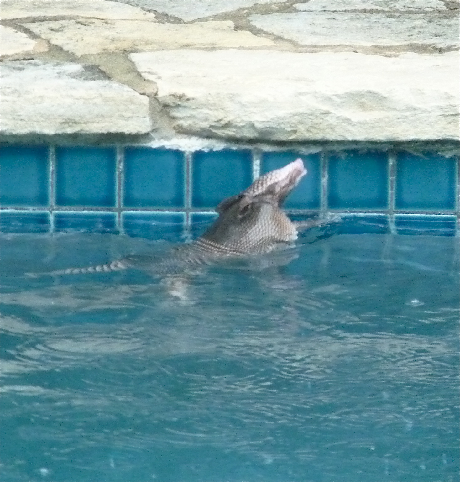 austin agrodolce: Pool crashers